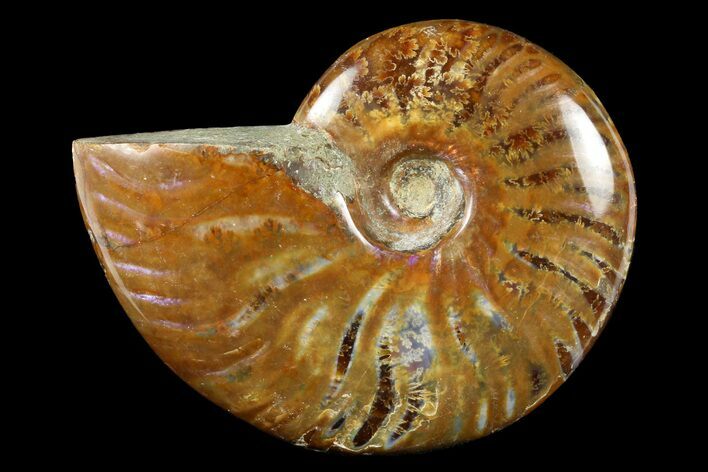 2 to 2 1/2" Flashy, Red Iridescent Ammonite Fossil - Photo 1